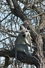 Grüne Meerkatzen (65 von 67).jpg
